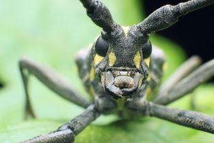 天牛哥爆料视频大全,揭秘热点事件背后的真相