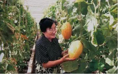 奶奶吃脆瓜,回忆中的甜蜜滋味