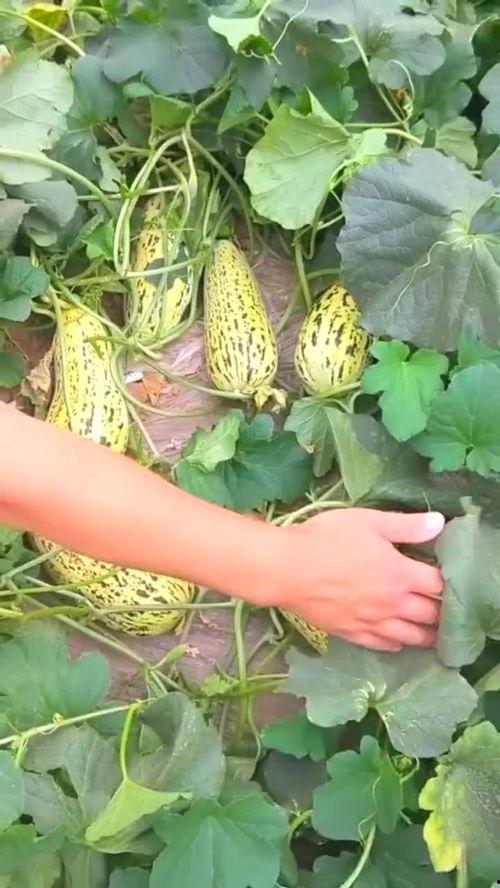 瓜地被鸟吃,守护丰收的秘密武器