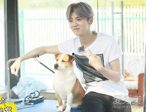 约吧大明星鹿晗照片,光影流转中的青春偶像风采